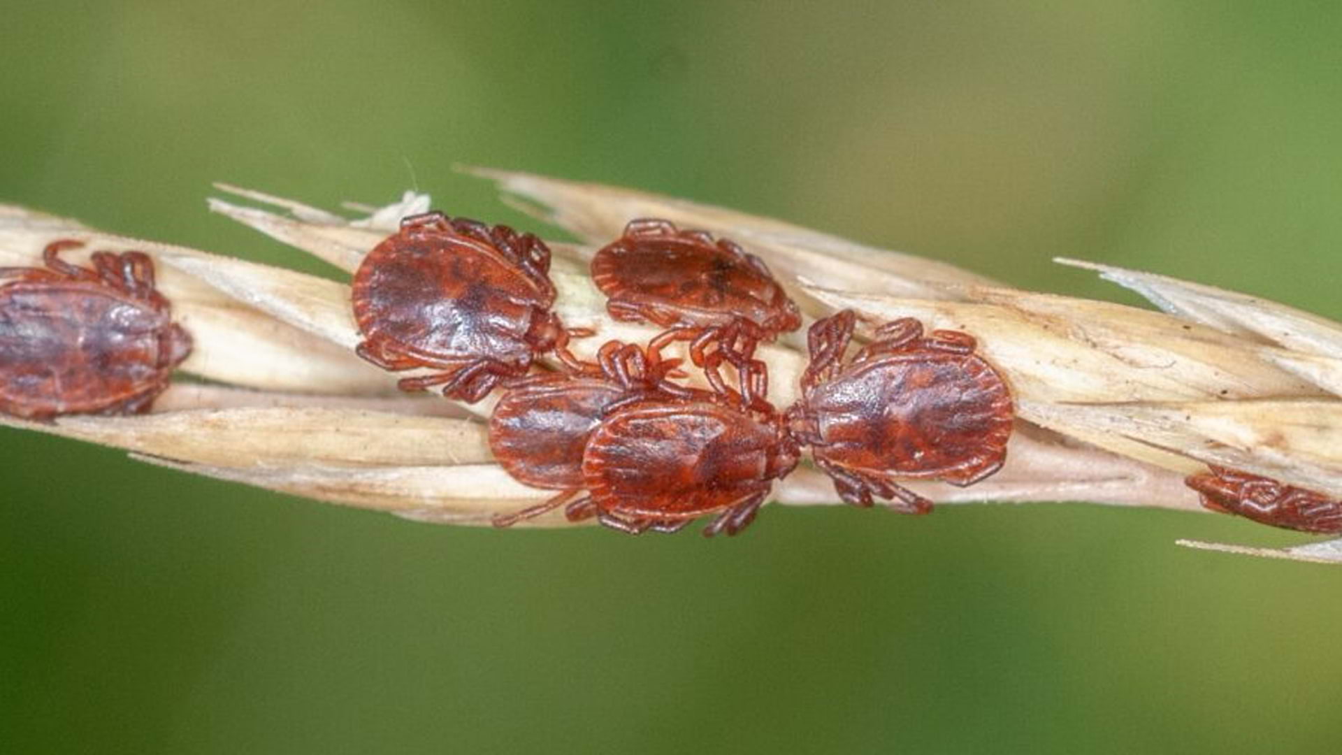 Photo of ticks on vegetation